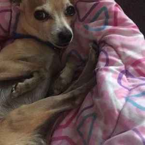 Meet your Posher, Chris